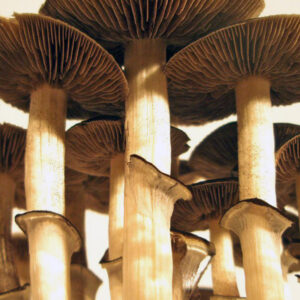 B Plus Psilocybe mushrooms