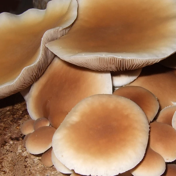 Large Black Poplar mushroom caps, with brown centres and white edges