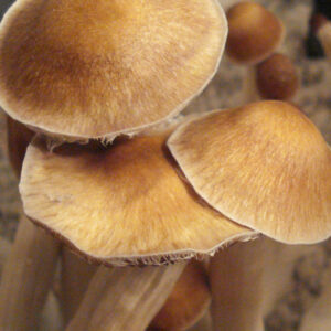 Burma Psilocybe Cubensis mushrooms