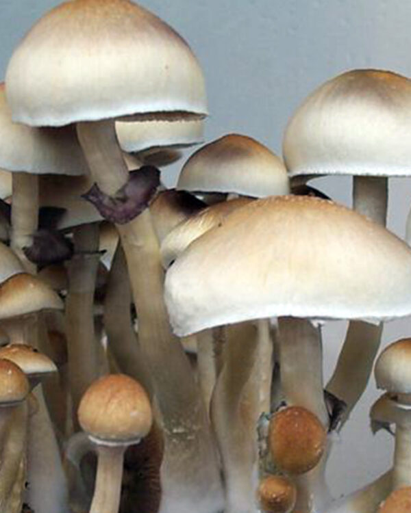Cambodian mushrooms