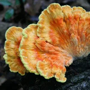 Bright orange and yellow mushrooms known as Chicken of the Woods, growing from a tree in the wild