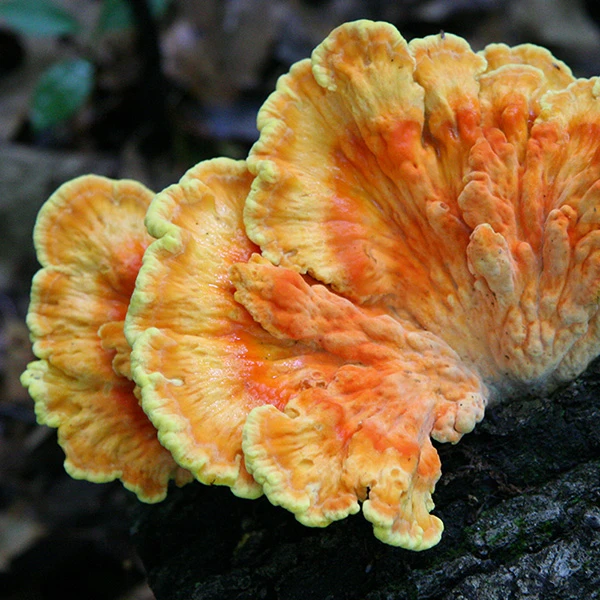 Bright orange and yellow mushrooms known as Chicken of the Woods, growing from a tree in the wild