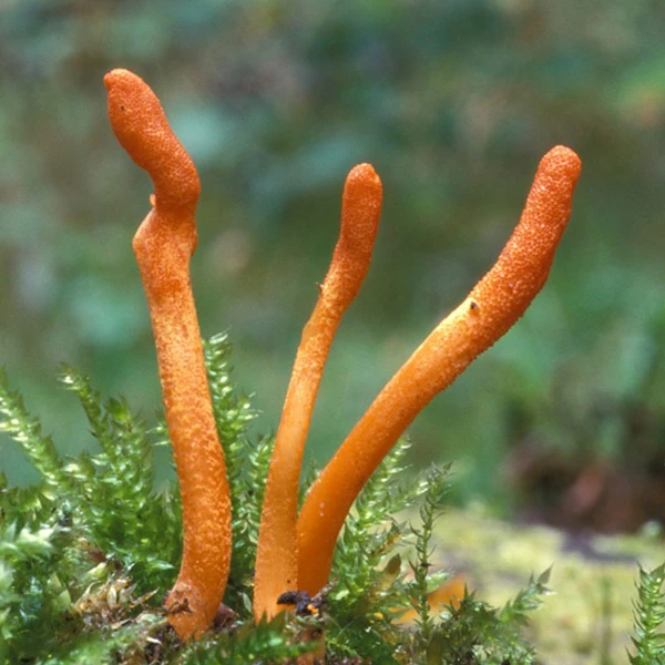 Three bright orange, long and thin Cordyceps Militaris mushrooms growing in the wild