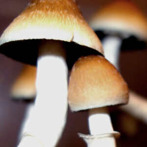 Ecuador mushrooms