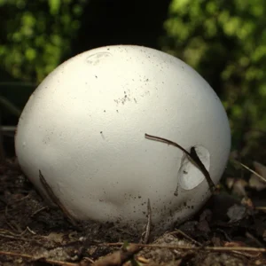 Giant Puffball mushroom growing in the wild - A very large, white, ball shaped fungus - A branch has damaged the edge, which shows it is hollow inside