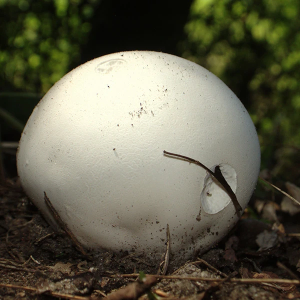 Giant Puffball mushroom growing in the wild - A very large, white, ball shaped fungus - A branch has damaged the edge, which shows it is hollow inside