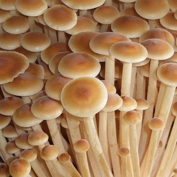 A large bunch of Golden Enoki mushrooms, with long, thin stems and round golden coloured caps