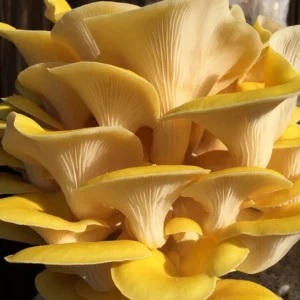 A bright yellow cluster of beautiful Golden Oyster mushrooms