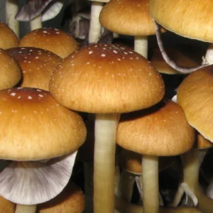 Golden Teacher cubensis: broad golden-amber caps flecked with white on pale thick stems, grey gills showing beneath