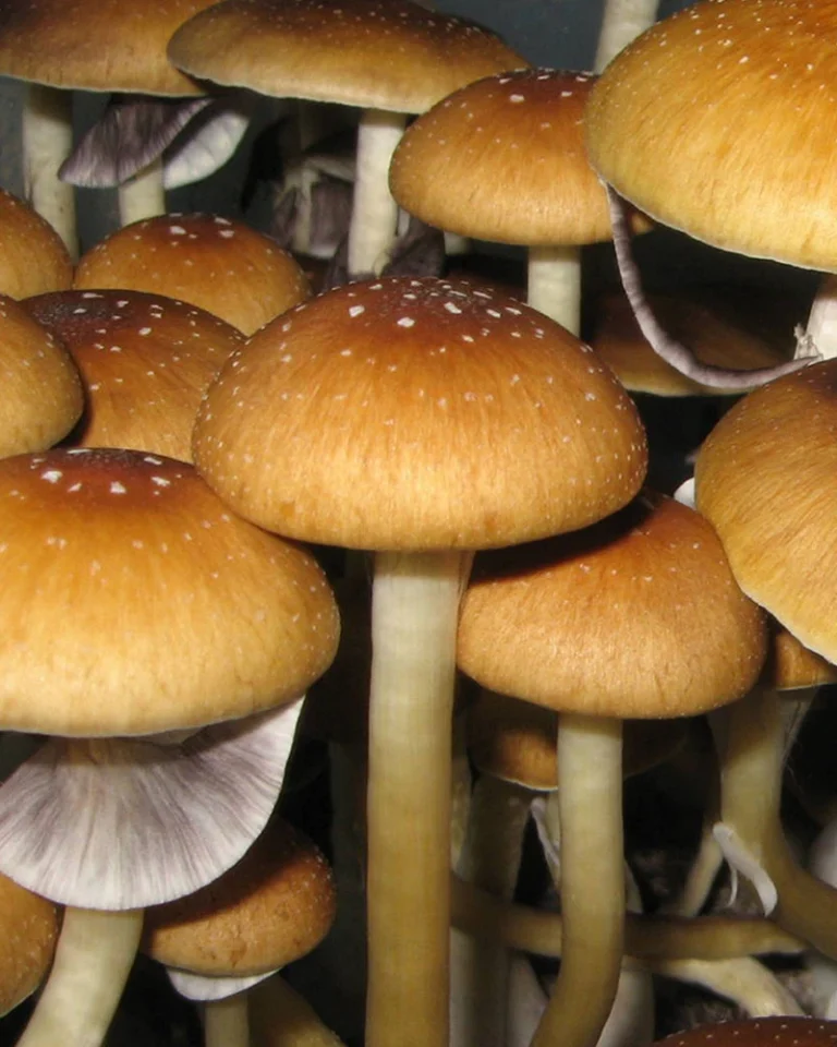 Golden Teacher cubensis: broad golden-amber caps flecked with white on pale thick stems, grey gills showing beneath