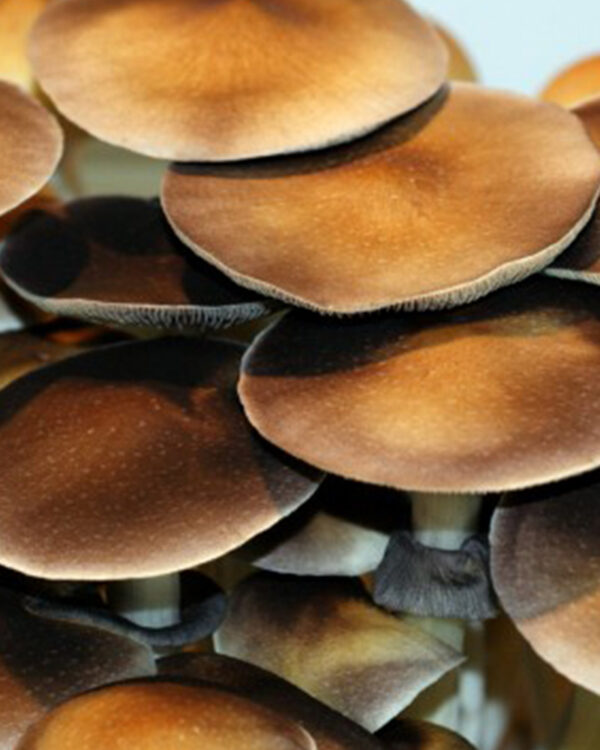 Hawaiian mushrooms with large flat caps