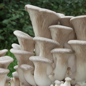 A cluster of King Oyster mushrooms, some very small and some large and chunky with long gills running down the stems and large, light brown caps