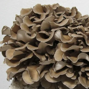 A close-up photo of the Maitake mushroom, brown in colour and made up of a cluster of wavy caps
