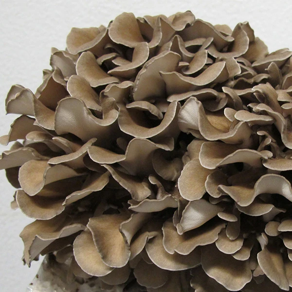 A close-up photo of the Maitake mushroom, brown in colour and made up of a cluster of wavy caps