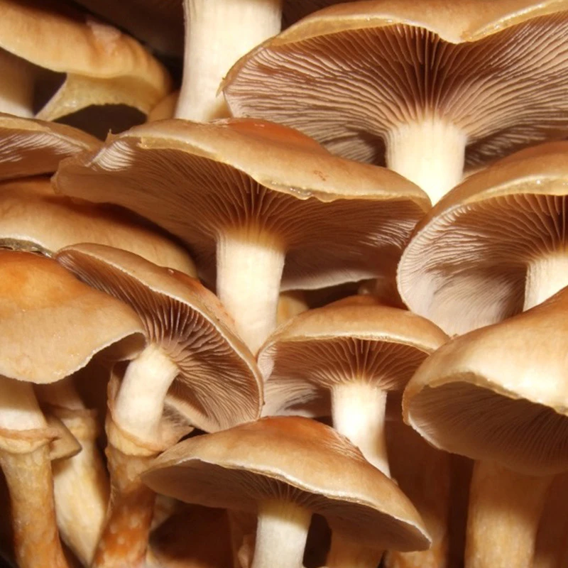 A close-up image of Nameko mushrooms, showing the long white stems and wide, light brown caps with some gills visible below the mushroom caps