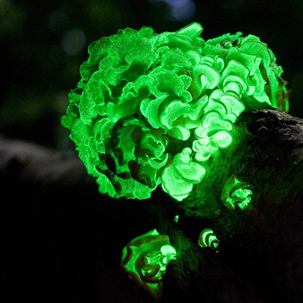 A cluster of Panellus Stipticus mushrooms that have grown on a tree branch - Glowing bright green in the dark