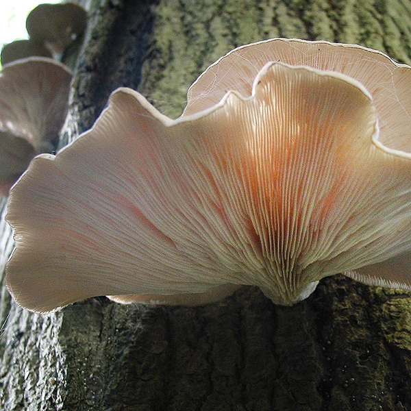 A Pearl Oyster mushroom growing on a tree trunk - The sunlight is shining through the gills of the mushroom, creating a vibrant pink colour