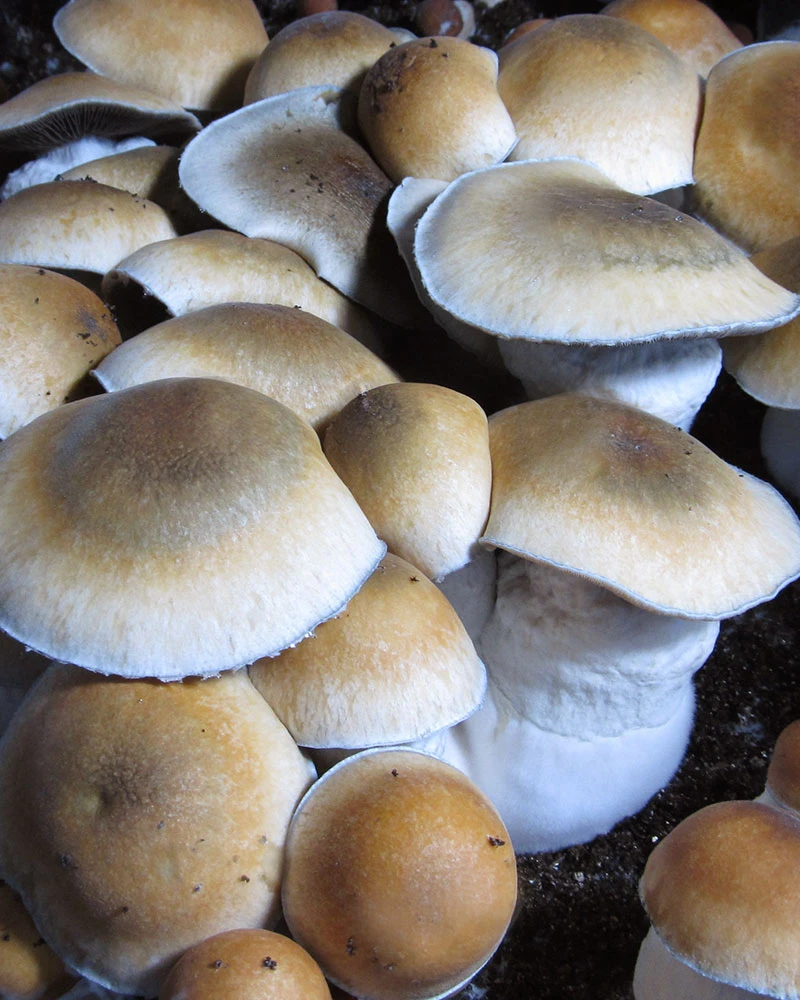 Psilocybe Cubensis - Penis Envy