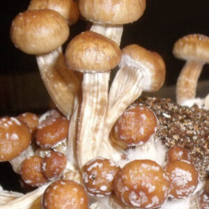 Psylocybe Fanaticus mushrooms growing on PF Tek