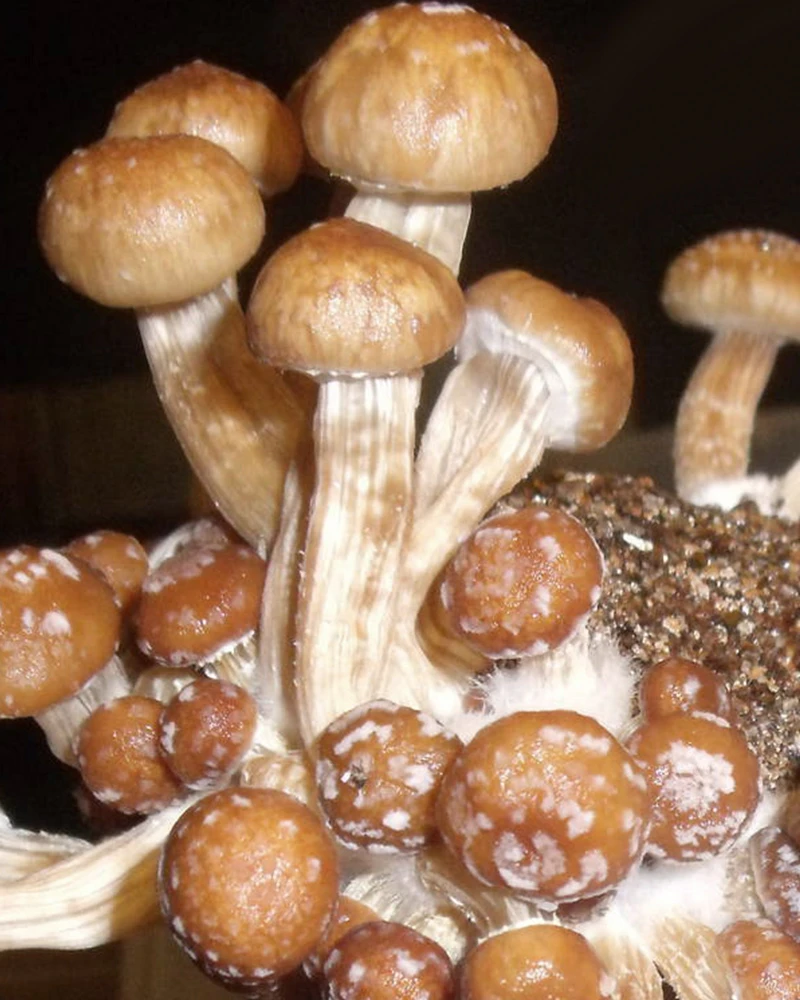 Psylocybe Fanaticus