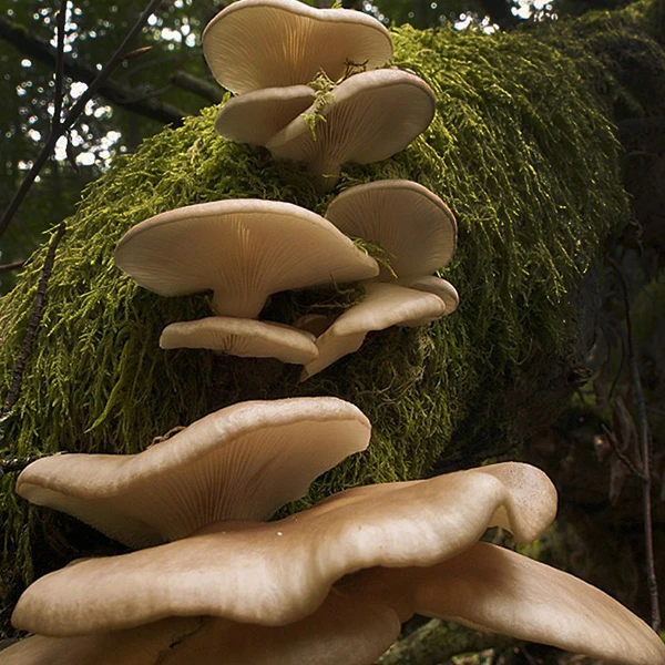 A cluster of very large Phoenix Oyster mushrooms, growing on a green moss covered tree branch