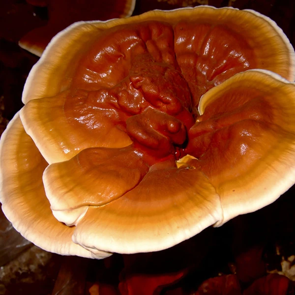 A very large Reishi mushroom - With a red to orange gradient of colour and bright white edges