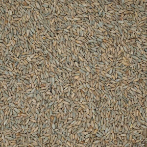 rye grain