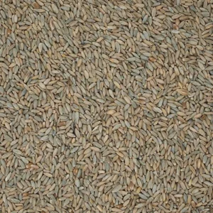Rye grain: dry pale brown kernels spread evenly across the frame