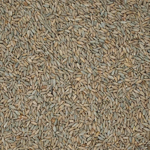 Rye Grain