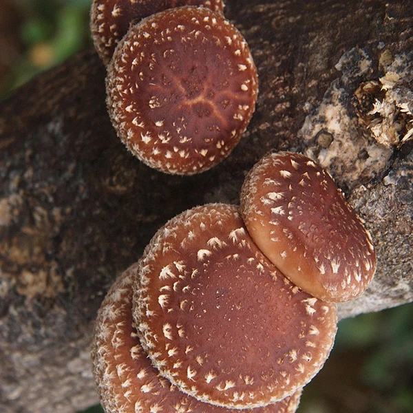 Shiitake SpawnJar™