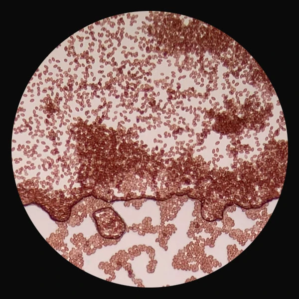 Show: Microscopy spores
