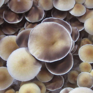 yosterizii mushrooms