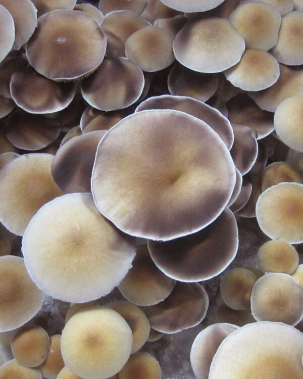 yosterizii mushrooms