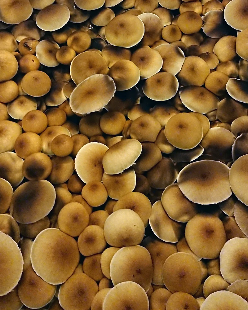 Psilocybe Cubensis - Treasure Coast