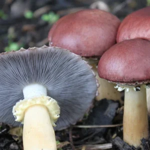 King Stropharia, Wine Cap mushrooms growing in the wild - One mushroom has fell over, so you can see the grey coloured gills