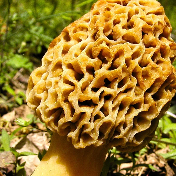 A beautiful Yellow Morel mushroom growing in the wild