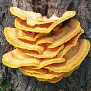 Bright yellow Reishi mushrooms with very large caps growing on the side of a tree in the wild