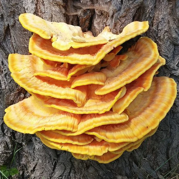 Bright yellow Reishi mushrooms with very large caps growing on the side of a tree in the wild