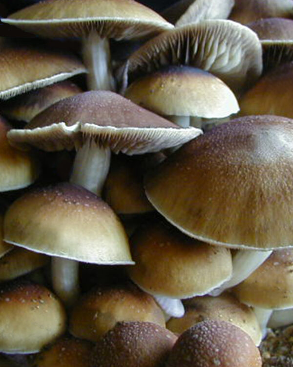 Z Strain mushrooms