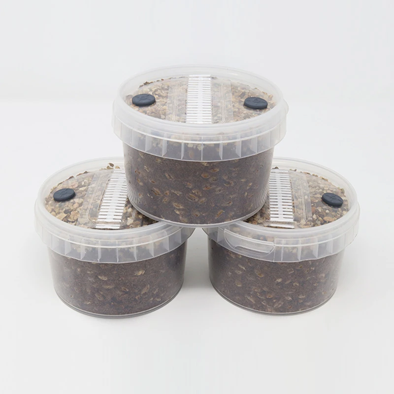 Cylocybe Special MycoPots