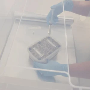 Looking down through the top of a still air box while gloved hands inoculate a small tub