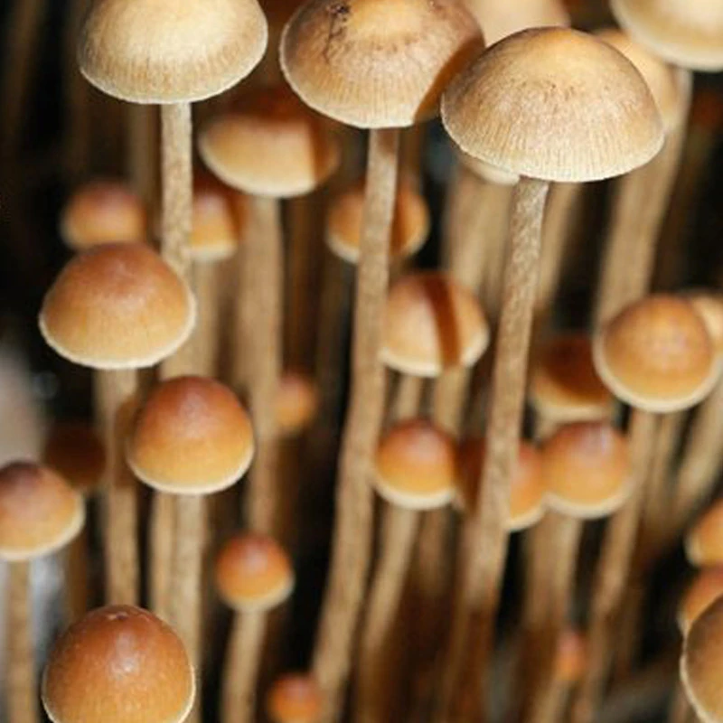 Psilocybe Tampanensis