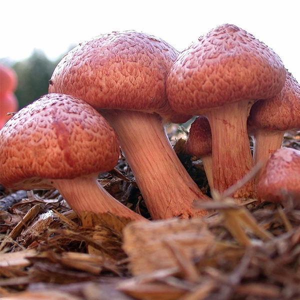Gymnopilus Luteofolius