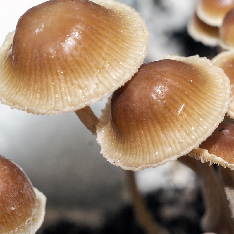 Psilocybe Mexicana