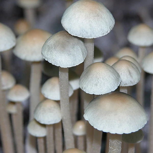 Panaeolus cyanescens