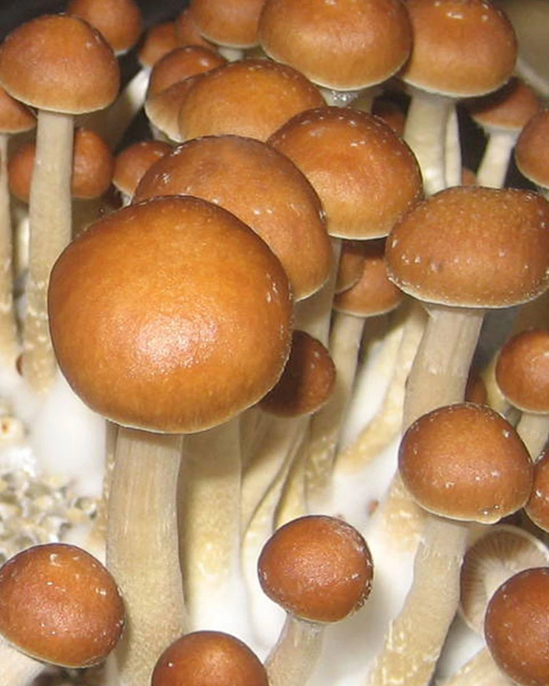 McKennaii