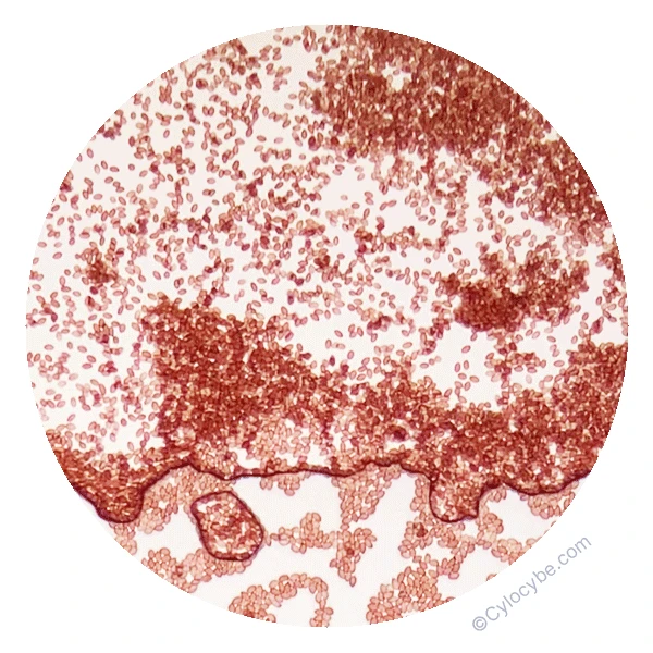 mushroom spores under microscope