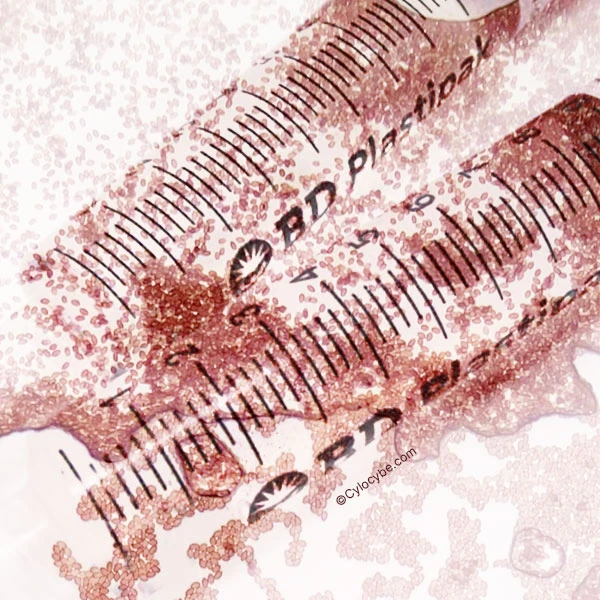 Show: Cover artwork: rows of BD Plastipak spore syringes photographed close up and tinted deep red