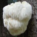Lion's Mane Liquid Culture