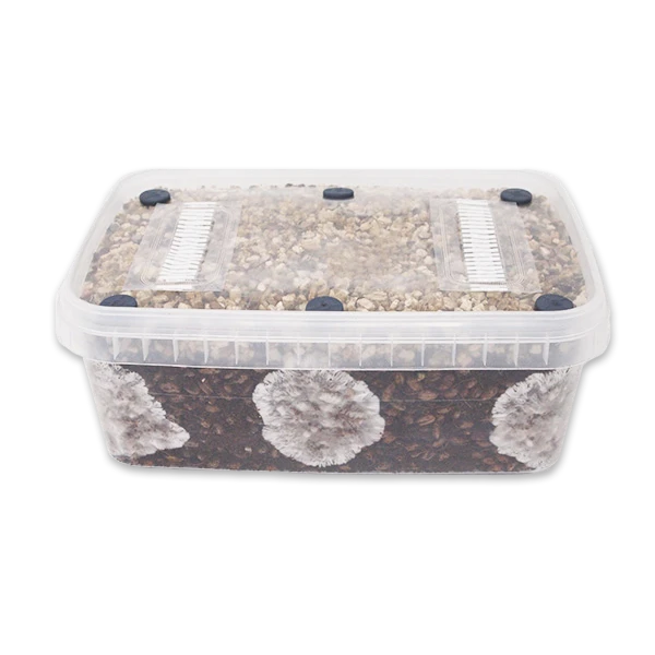 MycoBox Grow Kit